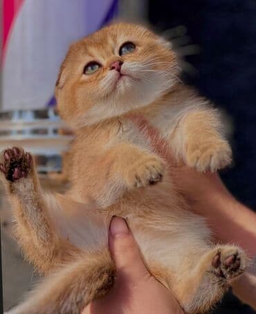 купить кошку вислоухий: Продаются котята Scottish Fold О питомнике: ✅ Официально — 1