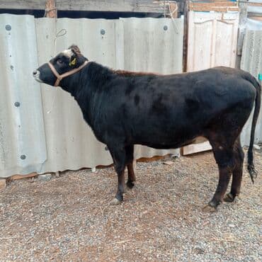 продам козу дойную: Продаю | Тёлка | Алатауская | Для молока | Стельные — 2