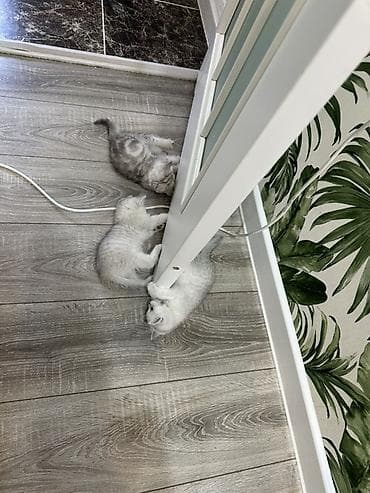 кошка шиншилла: Шотландские котята серебристого окраса (шиншилла/серебро) Котятам 2,5 — 1
