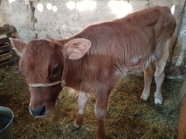 охотничая собака: Продаю | Музоо, торпок | Швицкая | Для разведения — 1