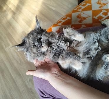 британский кошка цена: Кошка Мейн-кун, окраc «голубая черепаха». в любимцы - Крупный, мощный — 5