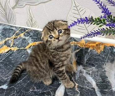 Мышыктар: Скотиш Фолд (Шотландиялык шалпаң кулак), 2 айлык, Ургаачы, Лотокко барууга үйрөтүлгөн — 5