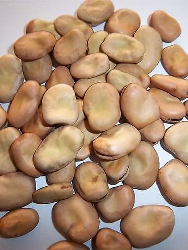 козий сыр: Бобы оптом - Натуральные, чистые, домашние. - Цельные, крупные зерна — 1