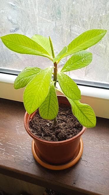 в асанбае: Разные комнатные растения. Чтобы узнать стоимость конкретного растения — 10