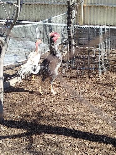 велосе: Электровелосипед, Б/у — 1