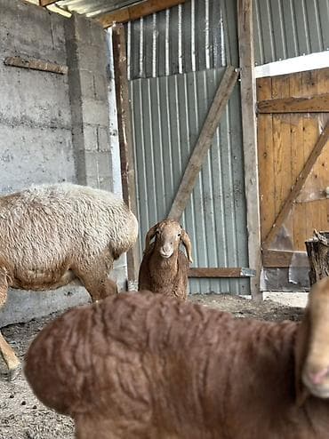 бакал жугору: Сатам | Козу | Гиссар | Союуга — 3