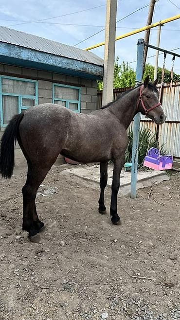 жирные лошади: Продаю | Жеребец | Кара Жорго | Конный спорт | Племенные — 2