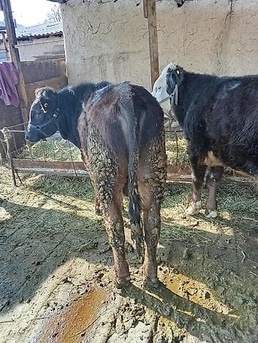 собака лабарадор каракол: Сатам | Бука (эркек) | Симментал, Монбельярд | Бордоп семиртүү үчүн, Көбөйтүү үчүн — 5