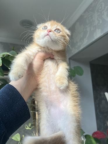 котята рыжие: Скотиш Фолд (Шотландская вислоухая), 2 месяца, Мальчик, Рыжий, Приучена к лотку — 2