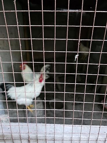 адлер курица: Продаю | Куры | Для разведения — 1