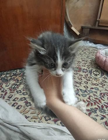 серые кошки: Отдам в хорошие добрые руки * Тип животного: Кошка * Возраст — 4