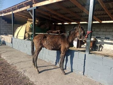 продажа щенков немецкой овчарки в бишкеке с документами: Продаю | Жеребенок | Кара Жорго | Для разведения | Племенные — 3