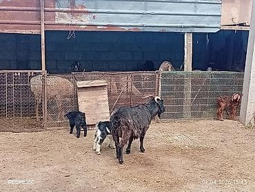 куры япон: Продаю | Коза (самка) | Для разведения — 1