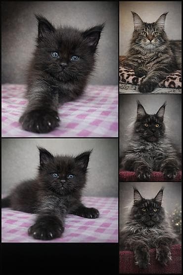 Предлагается мальчик мейкуна,от родителей гигантов! Котенок сам очень