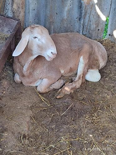 кошка тайская: Продаю | Овца (самка) | Для разведения | Ярка — 3