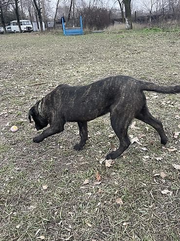 ретривер цена: 8 месяцев, Самец, С прививкой — 2