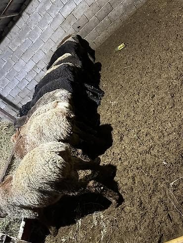 эшек осел: Продаю | Овца (самка) | Романовская | Для разведения — 2