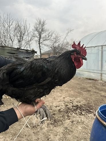 боос кой: Продаю | Петух — 2