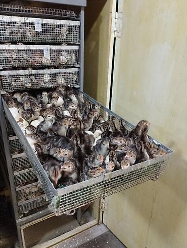 несушки купить: Инкубирую куриные и индюшиные яйца. Высокотехнологичное оборудование — 2