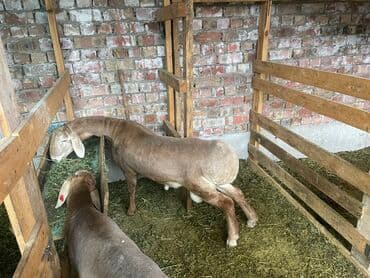 продам козу дойную: Продаю | Овца (самка) | Для разведения — 8