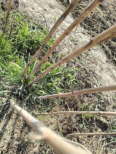 ежевика цена за кг: Продаю саженцы малины ремонтатная. Срочнооколо 300 веток . Цена за 1 — 4