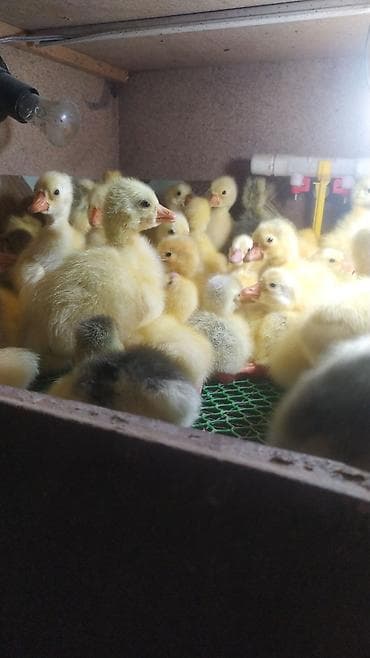 соня грей: Гусята губернаторские,Линда! — 3