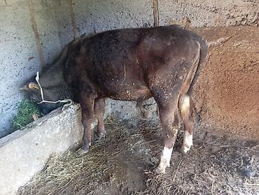 гуси линда: Продаю | Бык (самец) | На откорм | Привязанные — 10