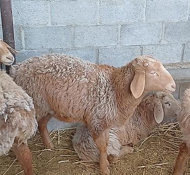 Аквариумы: Продаю | Овца (самка) | Для разведения | Матка — 2