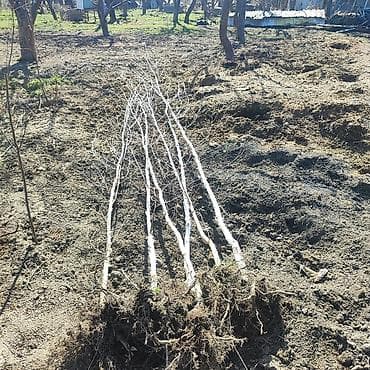 килем сатылат: Елки, сосны и берёзы – саженцы для озеленения участка - Породы: ель — 4