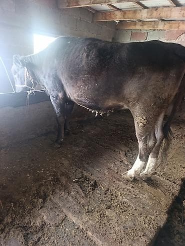 купить перепёлок: Продаю | Корова (самка) | Привязанные — 1