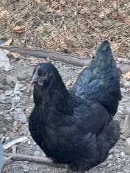 дом кошек: Продаю Куриц 
Порода Джерси гигант шестимесячные 
3 штуки 
Цена 900 — 3