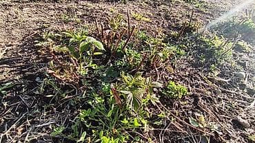 цена картофель: Малина Полана Штук по:30-35 — 4