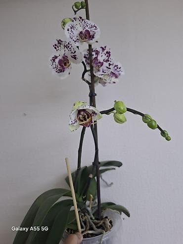 национальные тошоки: 2 цветанос + горшок фитильный полив — 9