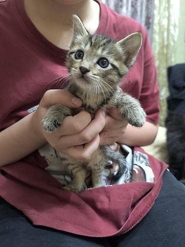 Котята в добрые руки. Район Аламединского рынка., 1,5 месяца