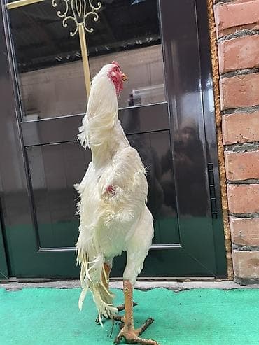 охотничий спаниель: Продаю | Петух | Бойцовая | Для разведения — 2