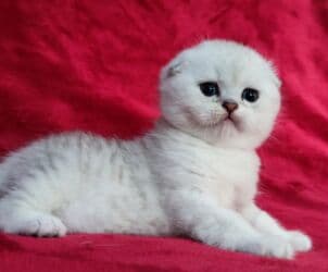 мышык фото: Скотиш Фолд (Шотландиялык шалпаң кулак), 2 айлык, Эркек, Күмүш өңдүү шиншилла — 8