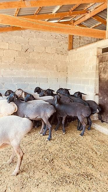 собачку купить: Продаю | Овца (самка) | Для разведения | Племенные — 2