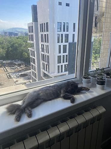 очень нужны: Кошка даром: Беспородная, 1 год, Мальчик, Приучена к лотку, Проглистована — 2