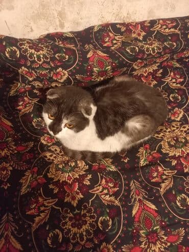 helix original цена в оше: Кошка даром: Скотиш Фолд (Шотландская вислоухая), 1 год, Девочка — 5