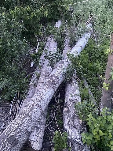 Древесина (брёвна и ветки) после валки деревьев. (ЖАНГАН ТАМЫРЫ БАР