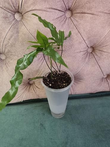 себе: Сингониумы по 200 Нефролепис Пикок 300 Нефролепис Возвышенный 300 — 4