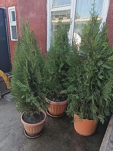 куплю деревья: СРОЧНО ПРОДАЮТСЯ ТУИ❗❗❗ 200 ШТУК❗❗❗ СОРТ КНИЖКА — 10