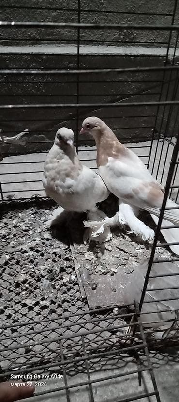 голуби животное: Пара декоративных голубей (вероятно чубатые/бахматые). - Окрас — 4