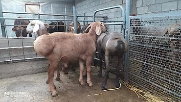 продам курей: Продаю | Баран (самец) | Гиссарская | На забой, Для разведения — 1