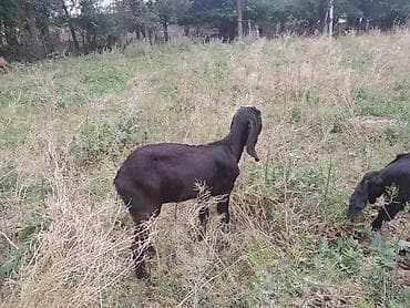 козла: Продаю | Коза (самка) | Полукровка | Для разведения — 7