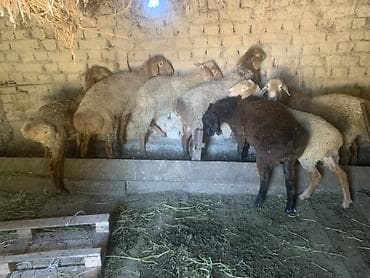 сельскохозяйственные животные продажа: Продаю | Баран (самец) | Матка — 3