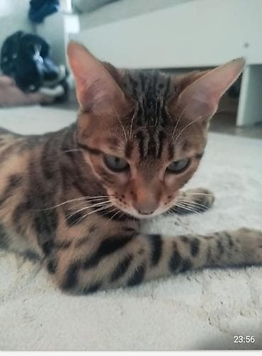 Мышыктар: Бенгал, 6 айлык, Ургаачы — 1