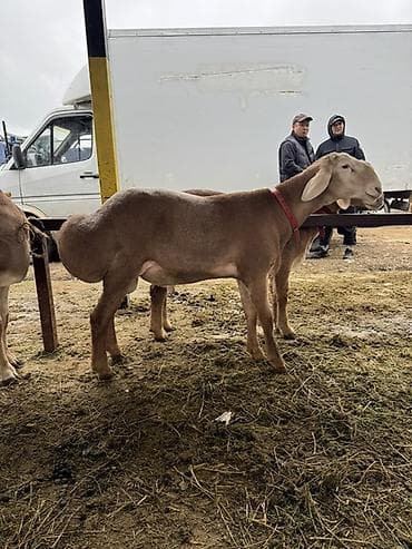 декоративные кролик: Продаю | Баран (самец) | Арашан | Для разведения | Племенные, Осеменитель — 1