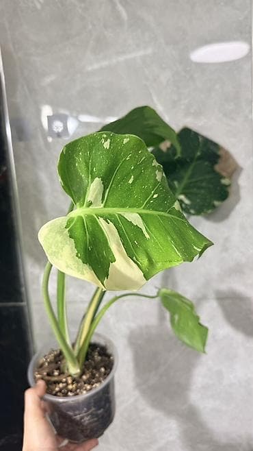 Монстера Тайское Созвездие 3 горшка по 1000с Посажены в хороший