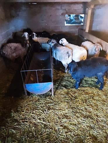 поставщики кормов для животных бишкек: Продаю | Ягненок | На забой — 1